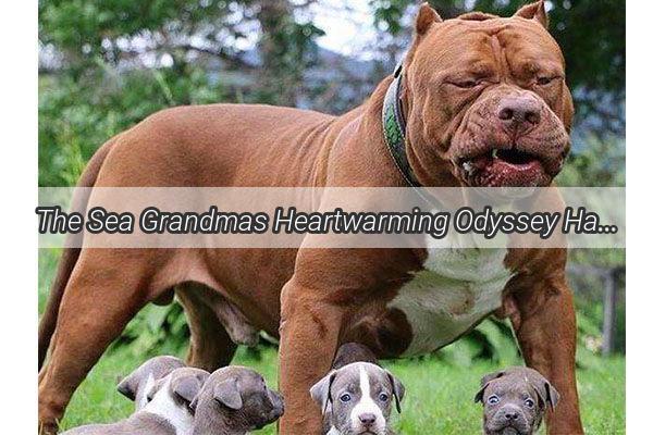 The Sea Grandmas Heartwarming Odyssey Harvesting Sea Treasures for Her Beloved Pup